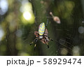 捕食する蜘蛛 58929474