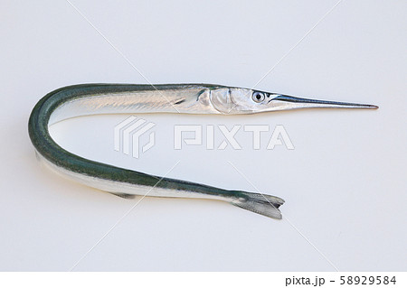 ダツ ダツ 58929584