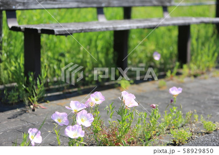 古びたベンチと野花の寸景［A 2-1］ 58929850