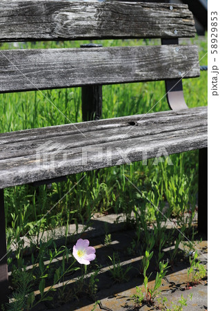 古びたベンチと野花の寸景［B 6-3］ 58929853