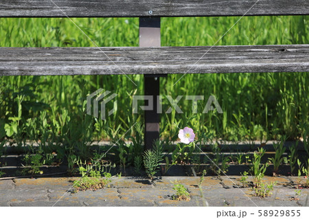 古びたベンチと野花の寸景［B 6-1］ 58929855