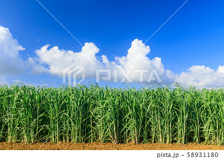 宮古島市_サトウキビ畑 58931180