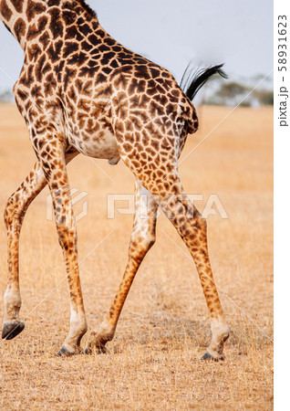 Giraffe running in grass field of Serengeti savanna forest Giraffe running in grass field of Serengeti savanna forest 58931623