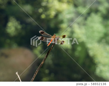 日本お赤とんぼミヤマアカネ　Sympetrum pedemontanum elatum 58932136