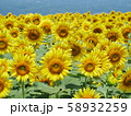 初夏の向日葵 58932259