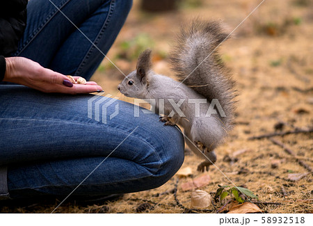 Cheeky squirrel climb up on human knees to eat nuts, outdoor in urban park in autumn. Selective Cheeky squirrel climb up on human knees to eat nuts, outdoor in urban park in autumn. Selective 58932518