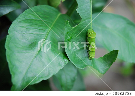 ナミアゲハの幼虫 58932758