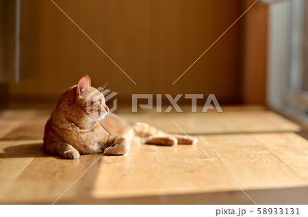 猫のいる生活　日向ぼっこ６ 58933131
