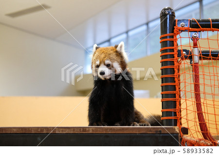 レッサーパンダ 58933582