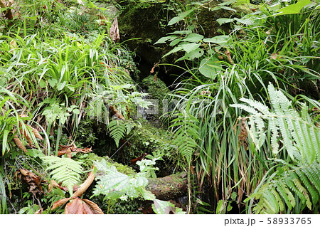 苗名滝（遊歩道の湧水） 58933765