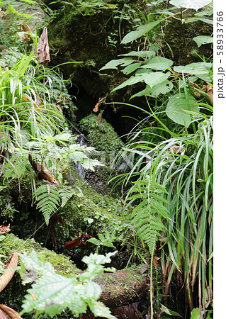 苗名滝（遊歩道の湧水） 58933766