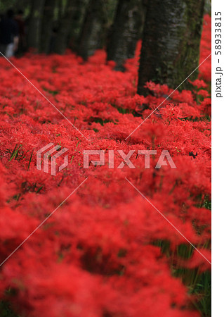 【曼殊沙華】雑木林に咲き誇る真紅の絨毯 【曼殊沙華】雑木林に咲き誇る真紅の絨毯 58933815
