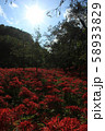 青空の満開に咲く曼殊沙華 58933829