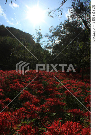 青空の満開に咲く曼殊沙華 青空の満開に咲く曼殊沙華 58933829