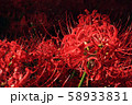【曼殊沙華】暗い中でも綺麗に咲き誇る 58933831