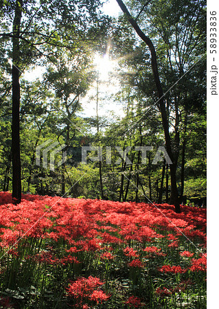 青空の満開に咲く曼殊沙華 青空の満開に咲く曼殊沙華 58933836