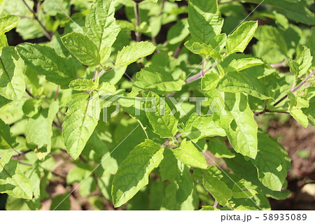 ホーリーバジル ホーリーバジル 58935089