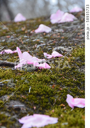 アカヤシオの花びら･苔（篭山･鳥居峠／群馬県前橋市） 58935733