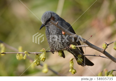 ヒヨドリ（立川公園／東京都立川市） 58935735