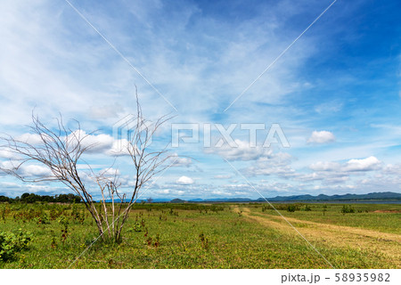 Alone dry tree on the meadow near the river. Alone dry tree on the meadow near the river. 58935982