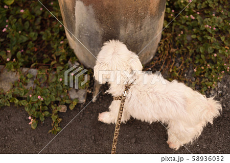 電柱のにおいを嗅ぐ犬の写真素材