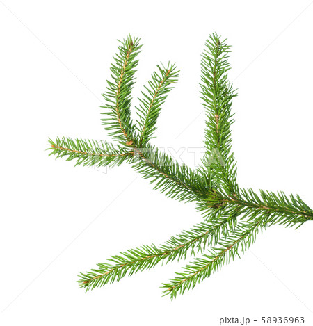 Small green spruce branch isolated on white background Small green spruce branch isolated on white background 58936963