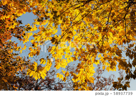 (宮城県)鳴子峡 紅葉 (宮城県)鳴子峡 紅葉 58937739