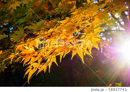 (宮城県)鳴子峡 紅葉 (宮城県)鳴子峡 紅葉 58937741