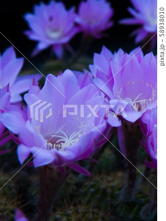 サボテンの花 58938010