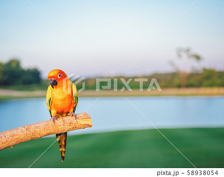 Parrot is cute exotic pet 58938054