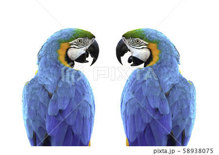 Blue and gold macaw (Ara ararauna) isolated Blue and gold macaw (Ara ararauna) isolated 58938075