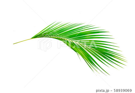 Green leaves of palm 58939069