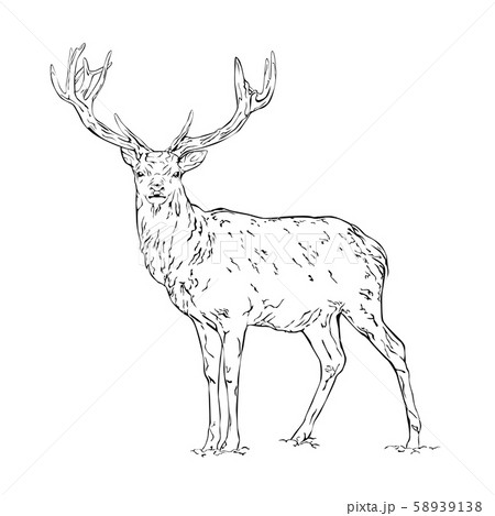 Vector line drawing of a wild deer isolated on Vector line drawing of a wild deer isolated on 58939138