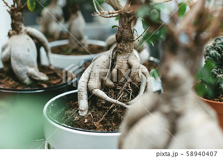 Microcarpa ficus ginseng in bonsai tree style. A lot of little house plant in flowerpot. Concept of Microcarpa ficus ginseng in bonsai tree style. A lot of little house plant in flowerpot. Concept of 58940407