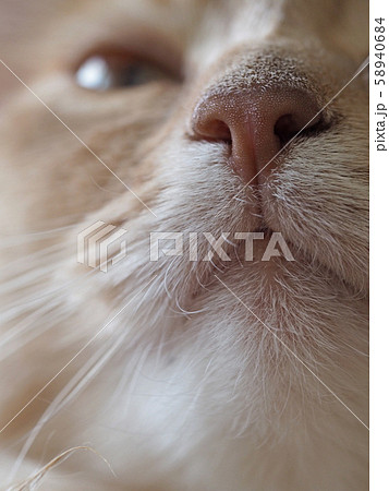 ねこの口元 ねこの口元 58940684