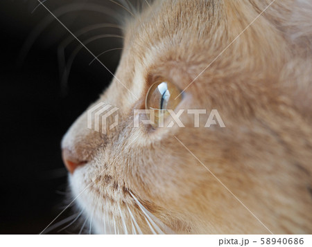 ねこの横顔アップ ねこの横顔アップ 58940686
