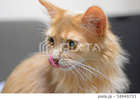 鼻を舐めるねこ 58940735