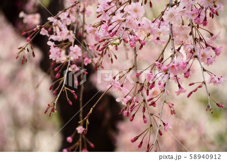 惹きつけられる枝垂れ桜 惹きつけられる枝垂れ桜 58940912