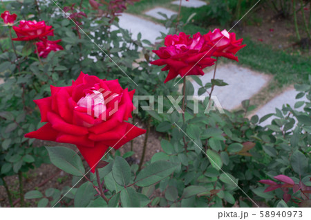 中之島公園バラ園 ~アパッチ ティアーズ~ 中之島公園バラ園 ~アパッチ ティアーズ~ 58940973