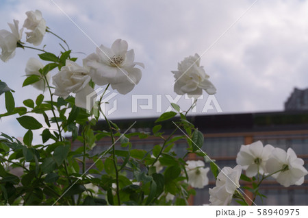 中之島公園バラ園 ~シュネーヴィッチェン~ 中之島公園バラ園 ~シュネーヴィッチェン~ 58940975