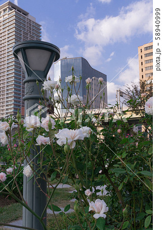 バラと照明、中之島公園バラ園 ~そどおり姫~ バラと照明、中之島公園バラ園 ~そどおり姫~ 58940999