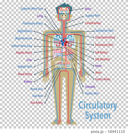 英語で各部位の名称が記載された循環器系のシンプルなイラストのイラスト素材