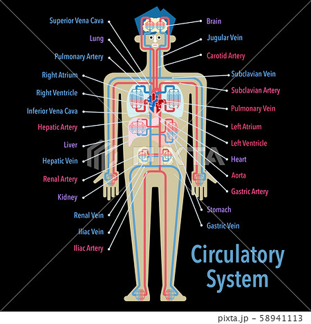 黒バックに英語で各部位の名称が記載された循環器系のシンプルなイラストのイラスト素材