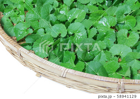 ゴツコラ ゴツコラ 58941129