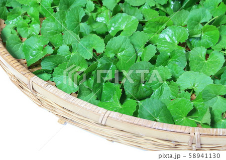 ゴツコラ 58941130