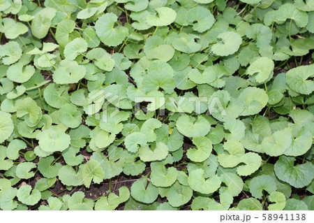 ゴツコラ 58941138