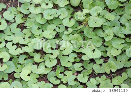 ゴツコラ 58941139