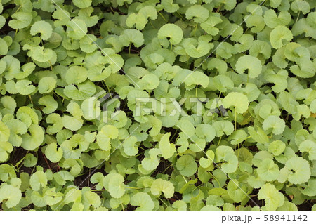 ゴツコラ 58941142