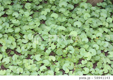 ゴツコラ 58941143