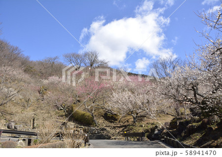 茨城・筑波山の梅まつり 58941470